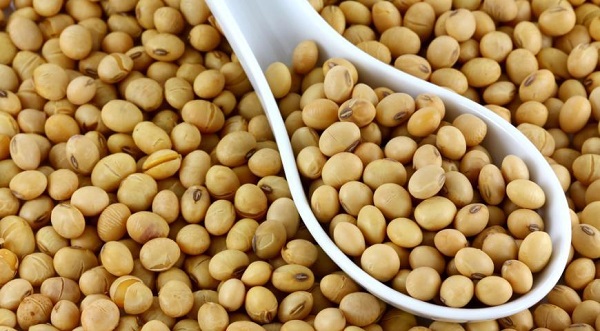 Đậu tương biến đổi gen có khả năng kháng côn trùng và thành phần thuốc diệt cỏ