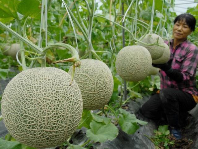 Dưa lưới Taki quý hiếm vì mỗi cây vào mùa chỉ thu hoạch được 1 trái