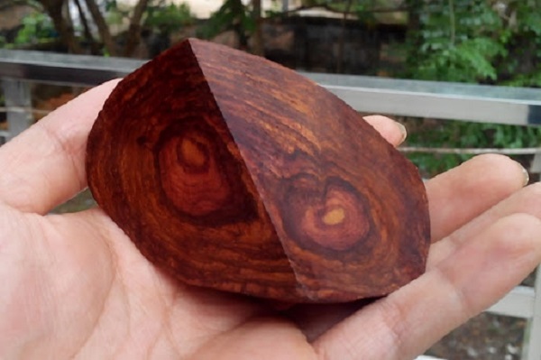 Cây sưa càng lua năm có giá trị càng cao