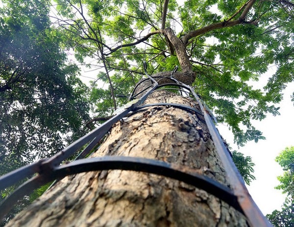 Thời điểm thu hoạch cây gỗ sưa đỏ còn phụ thuộc vào việc muốn sử dụng cây cho mục đích gì