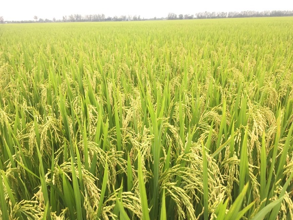 Giống lúa có khả năng thích nghi cả với những vùng nhiễm phèn mặn