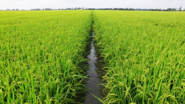 Giống lúa có khả năng tránh bị rầy nâu tấn công chống nhiễm nhiễm mặn tốt