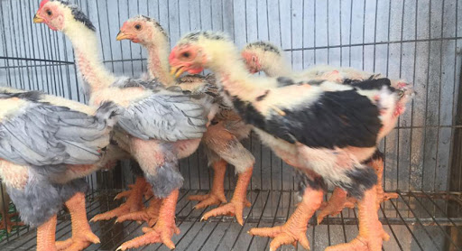 Gà Đông Tảo con 2 tháng tuổi