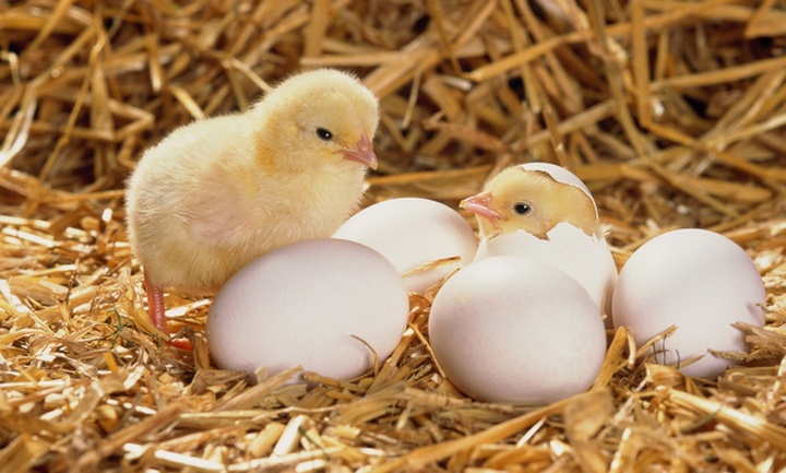 Gà đông tảo con