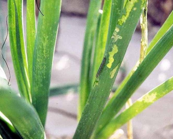 Sâu keo sẽ phá hoại toàn bộ phần thịt trong lá hành