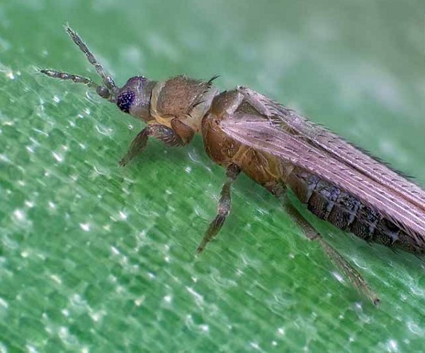 Bọ trĩ sẽ ăn hết lá hành và khiến củ bị héo