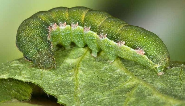 Sâu xanh ăn hết phần lá của cây hành khiến cây trở nên xơ xác