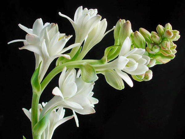 Nguồn gốc của tên hoa huệ