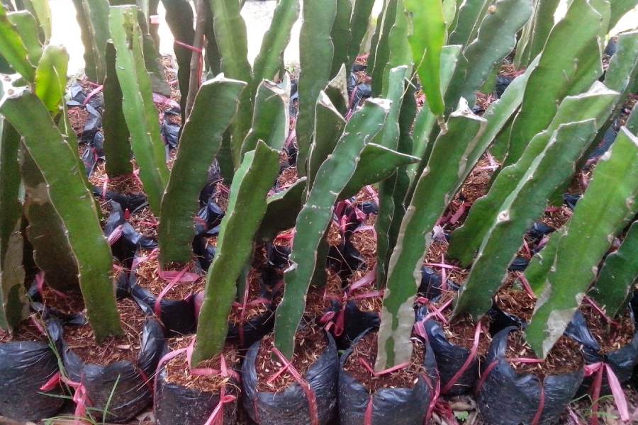 Giống cây tốt giúp thanh long đạt năng suất cao