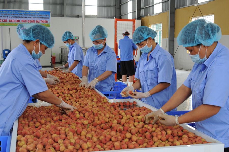 Mặt hàng nông sản xuất khẩu sang nhiều thị trường lớn