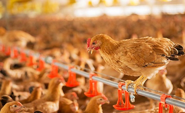 Bà con nông dân cần chủ động chất lượng con giống bằng cách tìm mua tại những địa chỉ uy tín