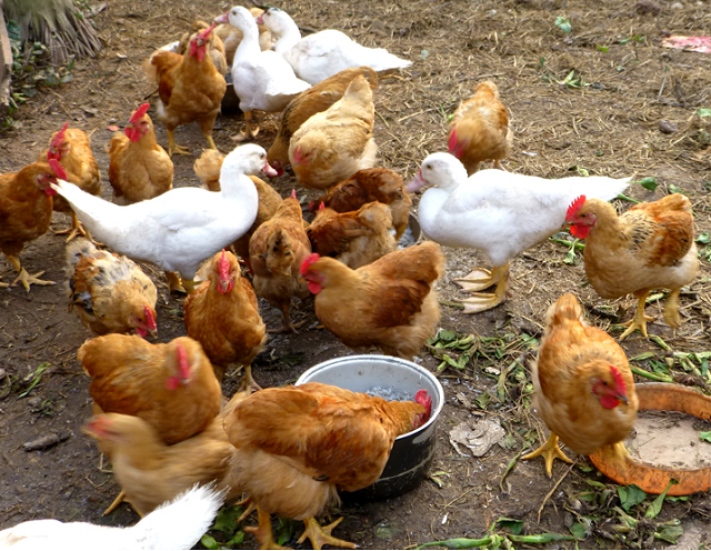 Khi chăn nuôi gia cầm, việc kiểm tra sức khỏe định kỳ cho chúng là điều không thể bỏ qua