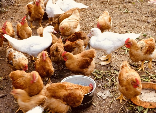 Chuồng trại chăn nuôi gia cầm thông thường sẽ được thiết kế phù  hợp với điều kiện tự nhiên, khí hậu của từng vùng