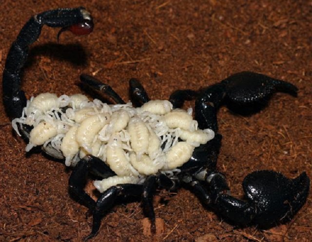 Bọ cạp con sau 10 ngày có thể tách ra nuôi riêng