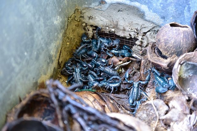 Để bọ cạp có môi trường sinh trưởng, phát triển tốt nhất thì bạn nên nuôi chúng trong hồ