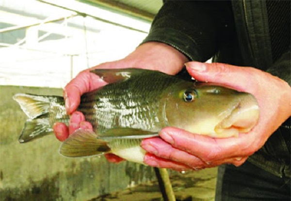 Cá Anh Vũ khi nuôi cần được cung cấp nguồn dưỡng khí dồi dào