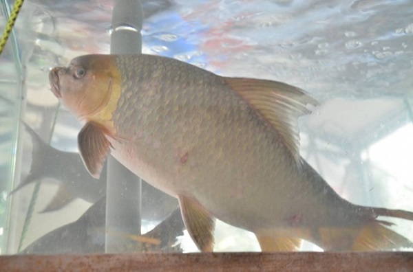 Thức ăn chính của cá Anh Vũ là giun quế, thịt cá, cá nhỏ