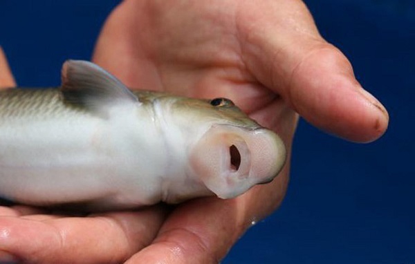      Cá Anh Vũ là giống cá quý hiếm với nguy cơ tiệt chủng ở môi trường tự nhiên