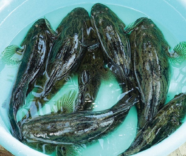 Cá bống tượng giống cần mua ở những địa chỉ uy tín với kích thước đồng đều nhau