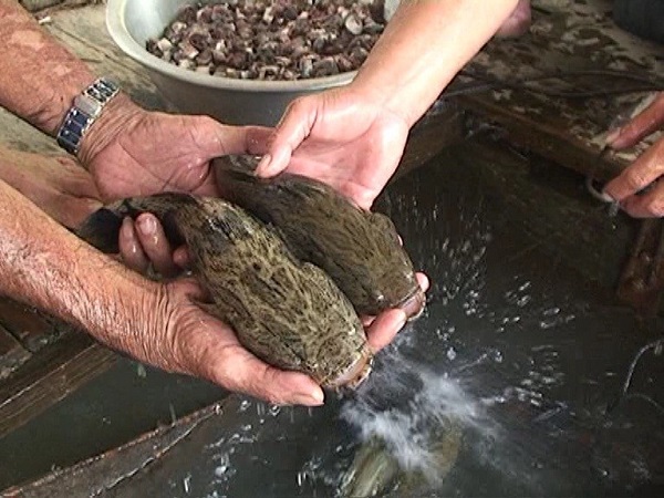 Cá bống tượng giống trước khi thả xuống ao cần được tắm với nước muối 2%