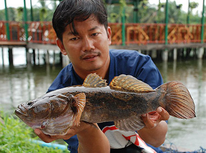 Nuôi cá bống tượng trong bồn