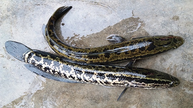 Thay nước cho cá chuối thường xuyên để đảm bảo cá có môi trường sống tốt nhất