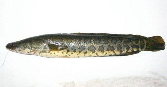 Cá chuối nuôi trong bể xi măng dễ quản lý và chăm sóc