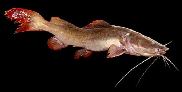 Ao nuôi cá lăng đuôi đỏ nên có diện tích tối ưu là 1000m2