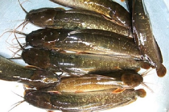 Cá trê vàng bị bệnh cần được tách riêng để tránh lây lan