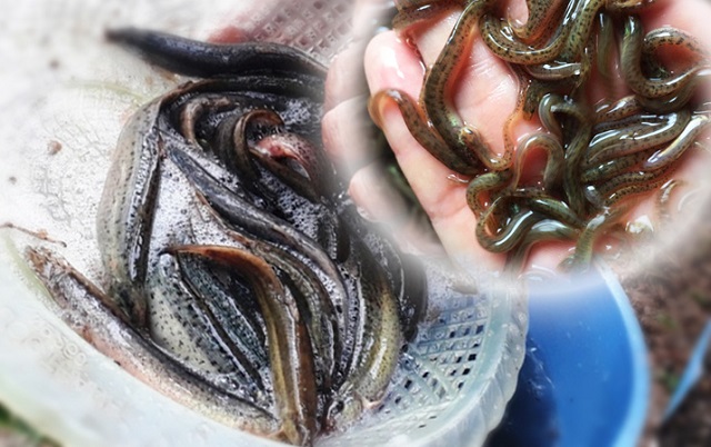 Cá Chạch giống phải được tuyển chọn kỹ lưỡng với kích thước đồng đều nhau, không bệnh tật