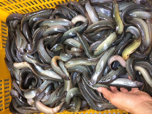 Ao nuôi Chạch cần phải được thay nước định kỳ để đảm bảo môi trường sống tốt nhất cho cá