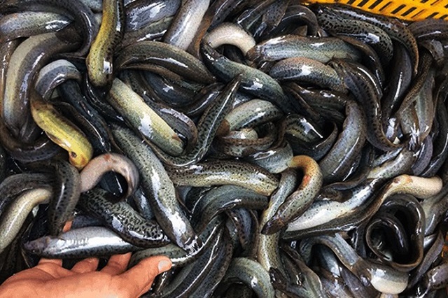 Bà con nông dân cần chú ý kiểm tra chất lượng ao nuôi thường xuyên để đảm bảo xử lý kịp thời những dấu hiệu bất thường