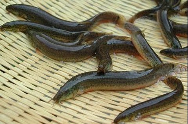 Chọn ao nuôi có giao thông thuận tiện, đảm bảo an ninh