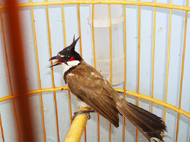 Chim chào mào chủ yếu sử dụng trái cây làm nguồn thức ăn chính