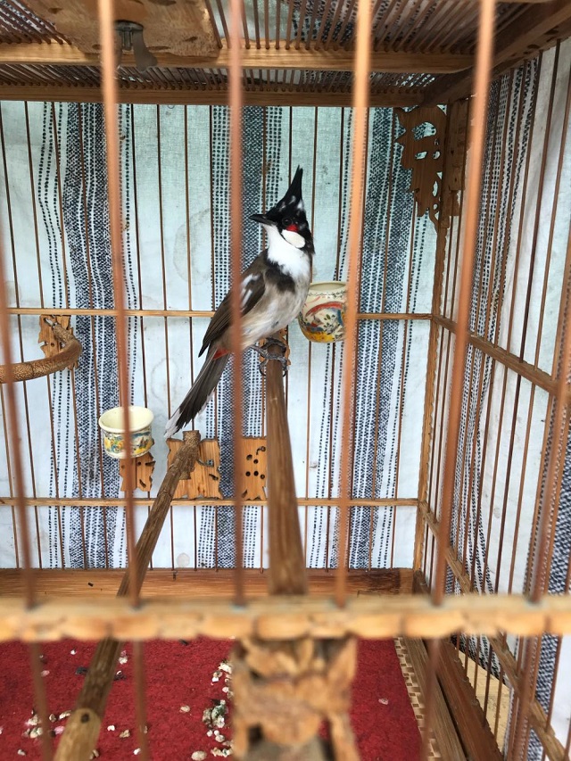 Bạn có thể cho chim chào mào ăn thêm châu chấu, cào cào hay trứng kiến để bổ sung dinh dưỡng cần thiết