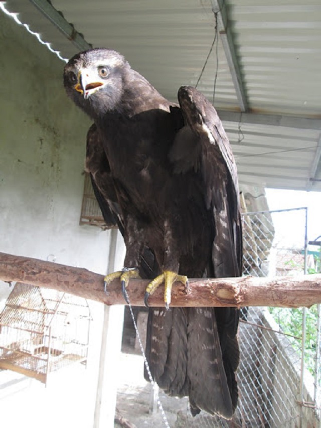Đại Bàng là loài chim dữ và khá bướng bỉnh