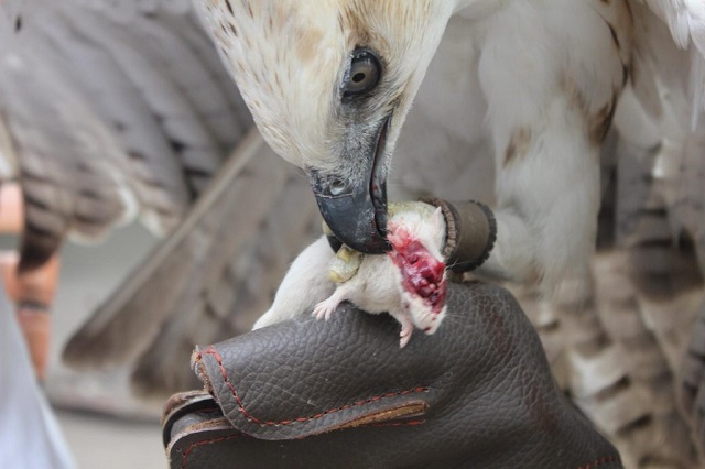 Thông thường thức ăn phù hợp nhất với Đại Bàng là chim sẻ, chim cút, bồ câu