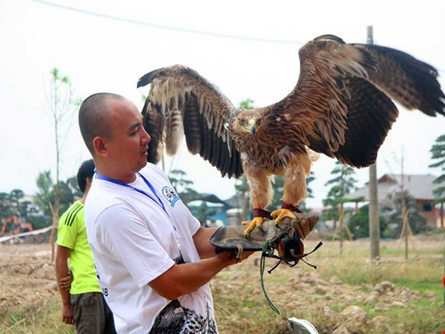 Mỗi loại Đại Bàng sẽ có những đặc điểm nhận dạng khác nhau