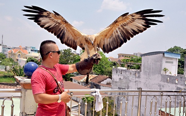 Người nuôi chim Đại Bàng có thể cho chúng đậu lên tay để tạo mối liên hệ gần gũi