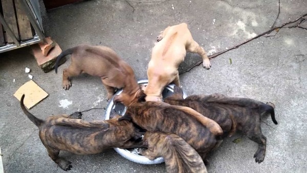 Cách nuôi chó Phú Quốc con khỏe mạnh là cung cấp đầy đủ dưỡng chất gồm Protein, chất xơ, tinh bột, khoáng chất,…