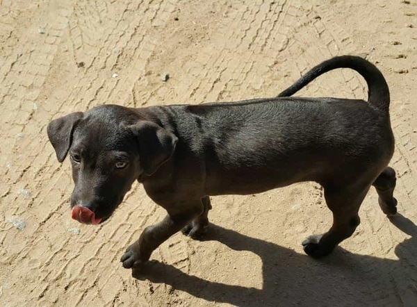 Nên đưa chó Phú Quốc đi tiêm phòng trước khi nó được 4 tháng tuổi