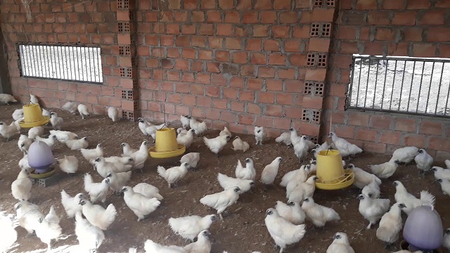 Gà ác thả vườn nên cung cấp rau xanh là chủ yếu