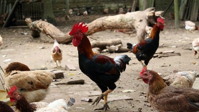 Chuồng trại nuôi gà mía sẽ được thiết kế tùy theo mô hình nuôi thả vườn hay nuôi nhốt hoàn toàn