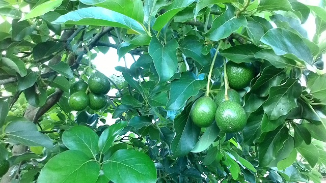 Cây bơ trồng đến năm thứ 4 có thể bắt đầu thu hoạch lứa đầu