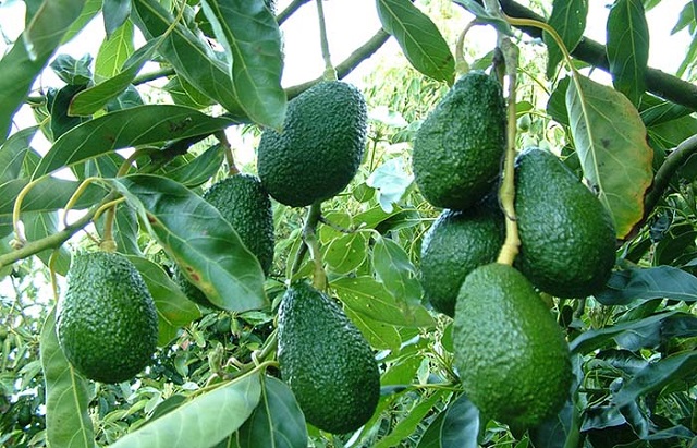 Trồng bơ hiện tại được nhiều nhà nông áp dụng vì mang đến hiệu quả kinh tế cao