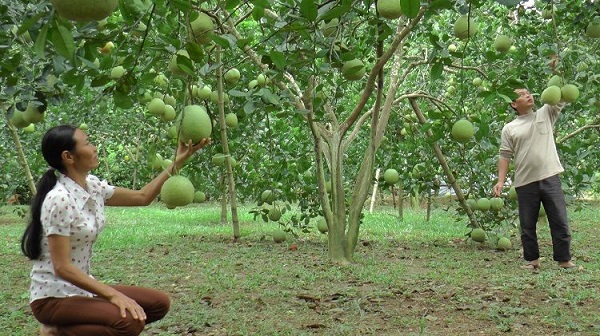 Nếu muốn phòng trừ được nhiều bệnh trên cây bưởi thì bạn cần chú ý đến viêc vệ sinh vườn bưởi định kỳ