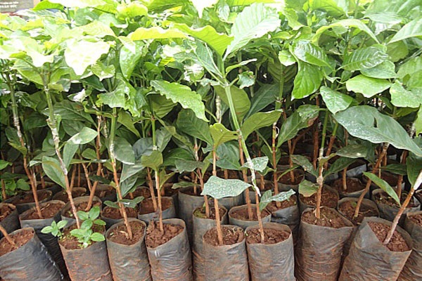 Trước tiên bạn cần tìm đến những vườn ươm chất lượng để chọn mua giống ca cao đạt chuẩn