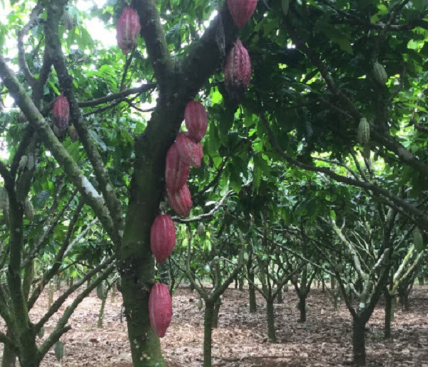 Bà con cần chú ý thăm vườn thường xuyên để phát hiện và xử lý bệnh trên cây ca cao cách  kịp thời