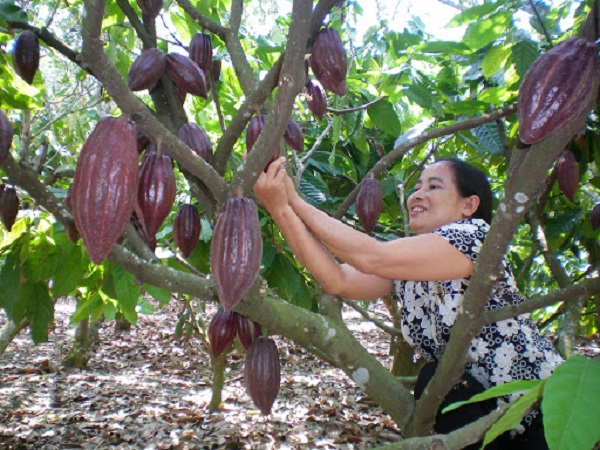 Cây ca cao thích hợp trồng trên đất đỏ, đất xám có độ tơi xốp. giàu dinh dưỡng và dễ thoát nước