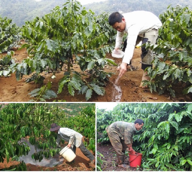 Chú ý đến cách làm bồn cho cây cà phê để thuận tiện cho việc bón phân và tưới nước